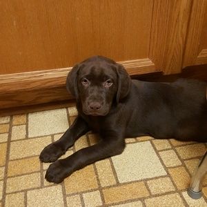 Meet your Posher, Daniel